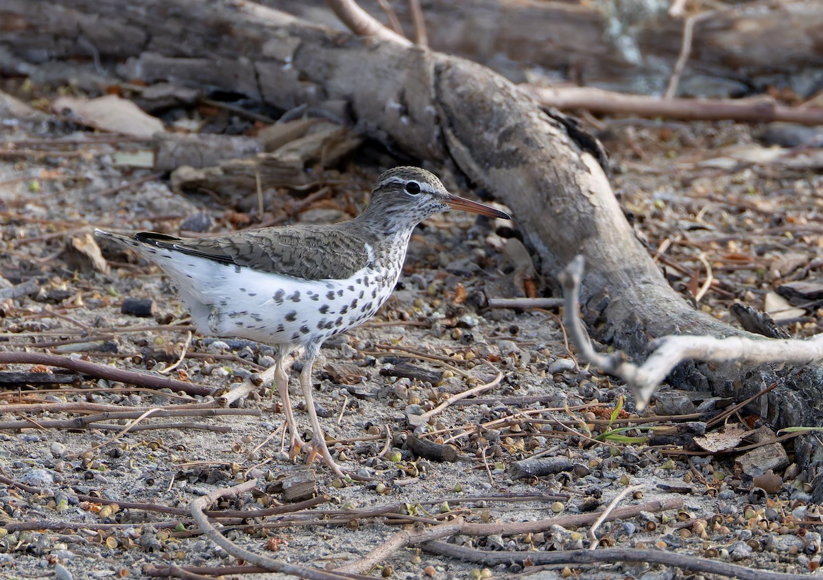 Spotted Sandpiper - ML619556447