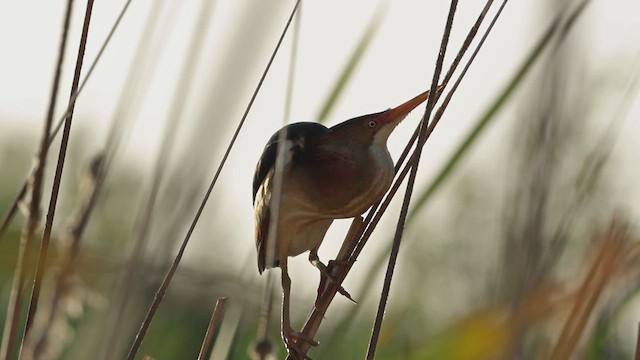 Least Bittern - ML619556448