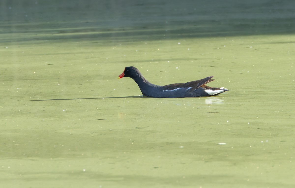 Common Gallinule - ML619556450