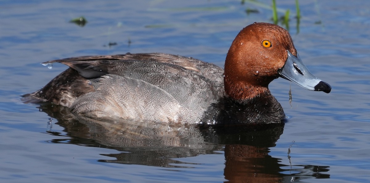 Redhead - Georges Kleinbaum