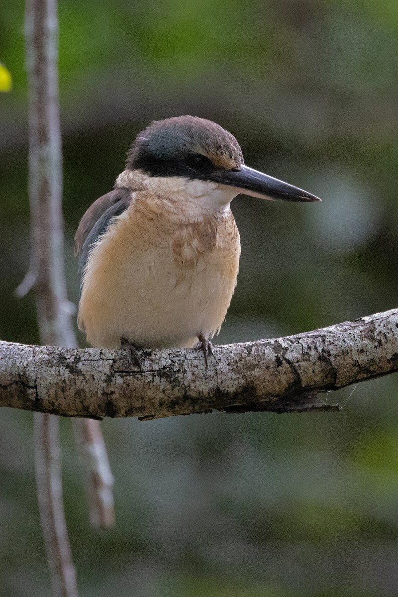 Sacred Kingfisher - ML619556467