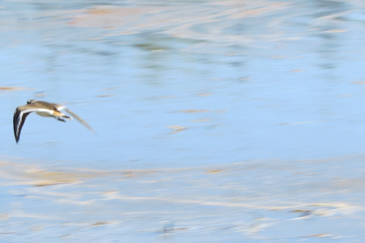 Killdeer - Kathy  Kirk