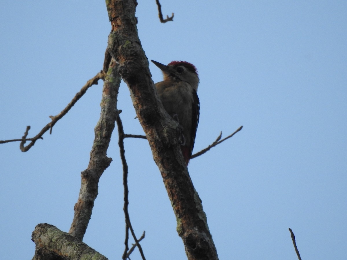 Fulvous-breasted Woodpecker - Selvaganesh K