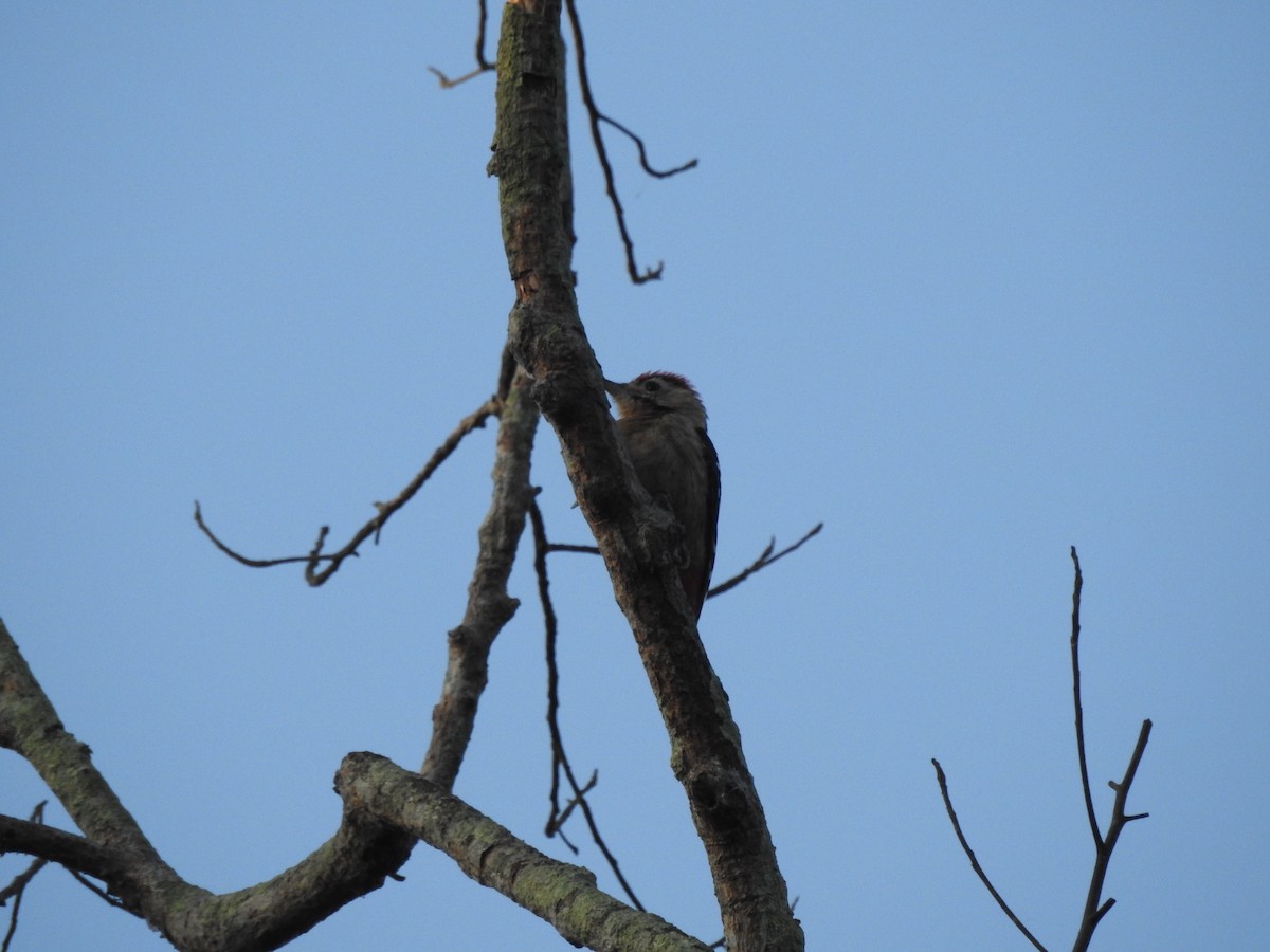 Fulvous-breasted Woodpecker - ML619556474