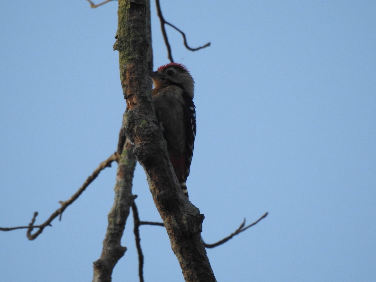 Fulvous-breasted Woodpecker - ML619556475