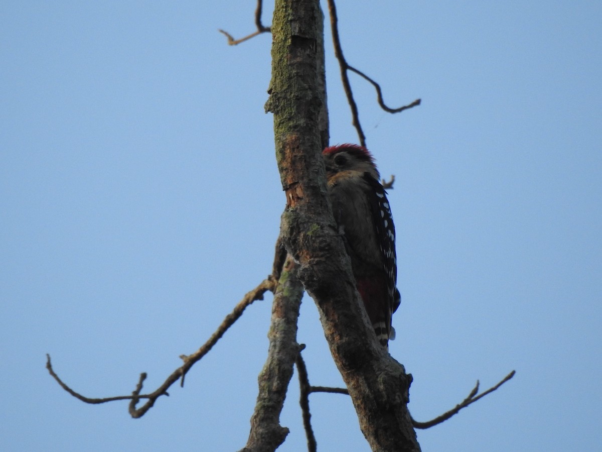 Fulvous-breasted Woodpecker - ML619556476