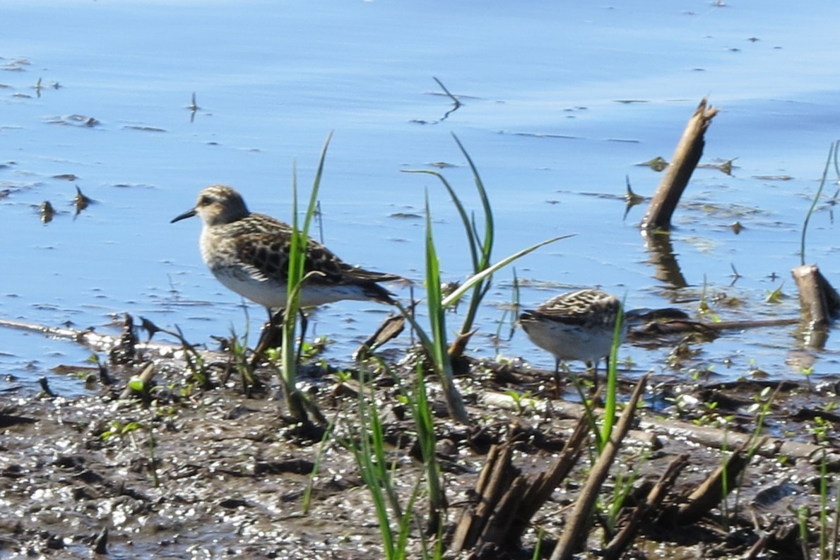 Least Sandpiper - Kathy  Kirk