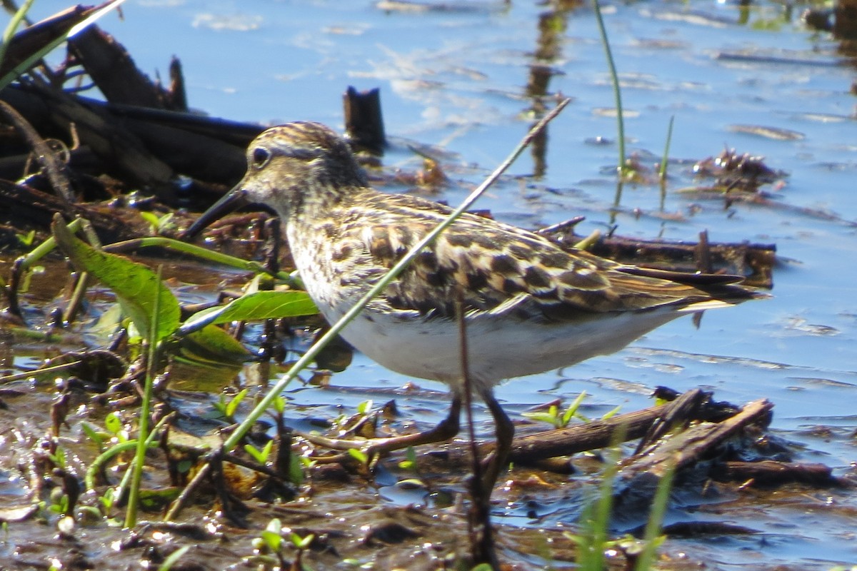 Least Sandpiper - Kathy  Kirk