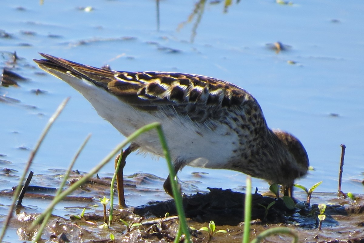 Least Sandpiper - Kathy  Kirk