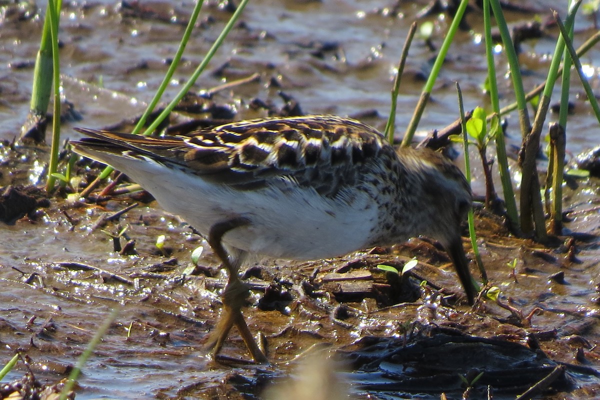 Least Sandpiper - Kathy  Kirk