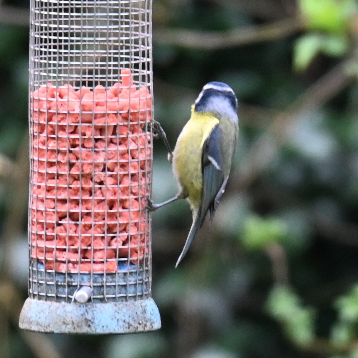 Eurasian Blue Tit - ML619556492