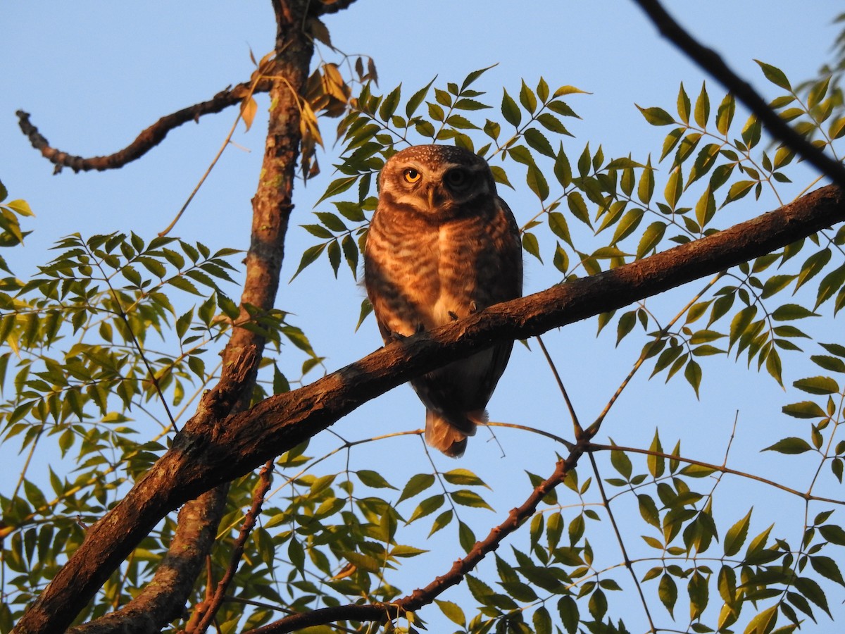 Spotted Owlet - Selvaganesh K