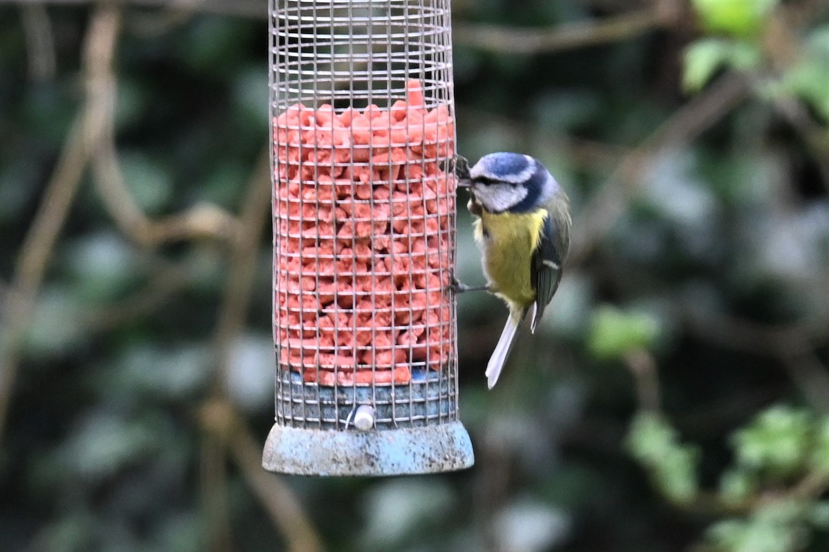 Eurasian Blue Tit - ML619556496