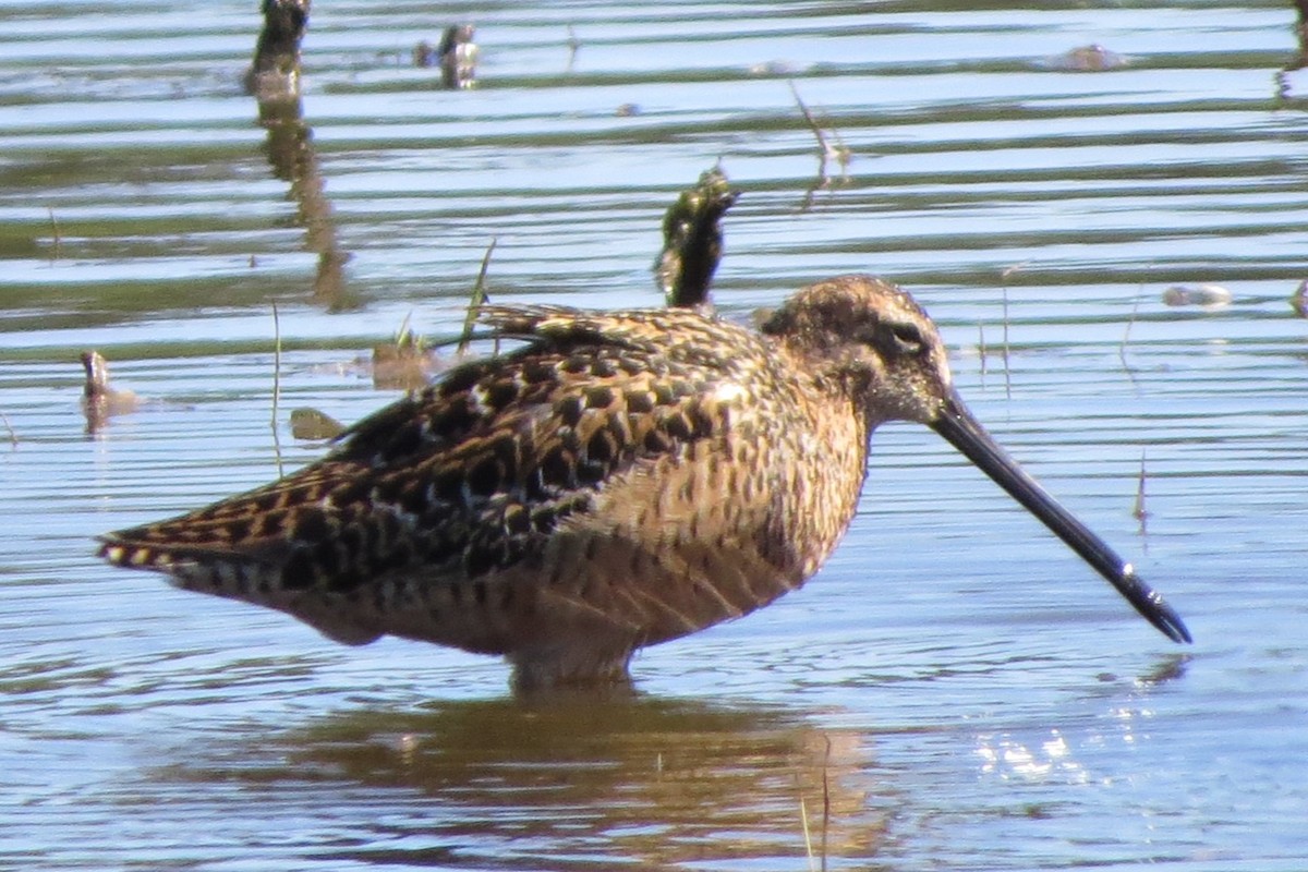 Long-billed Dowitcher - Kathy  Kirk