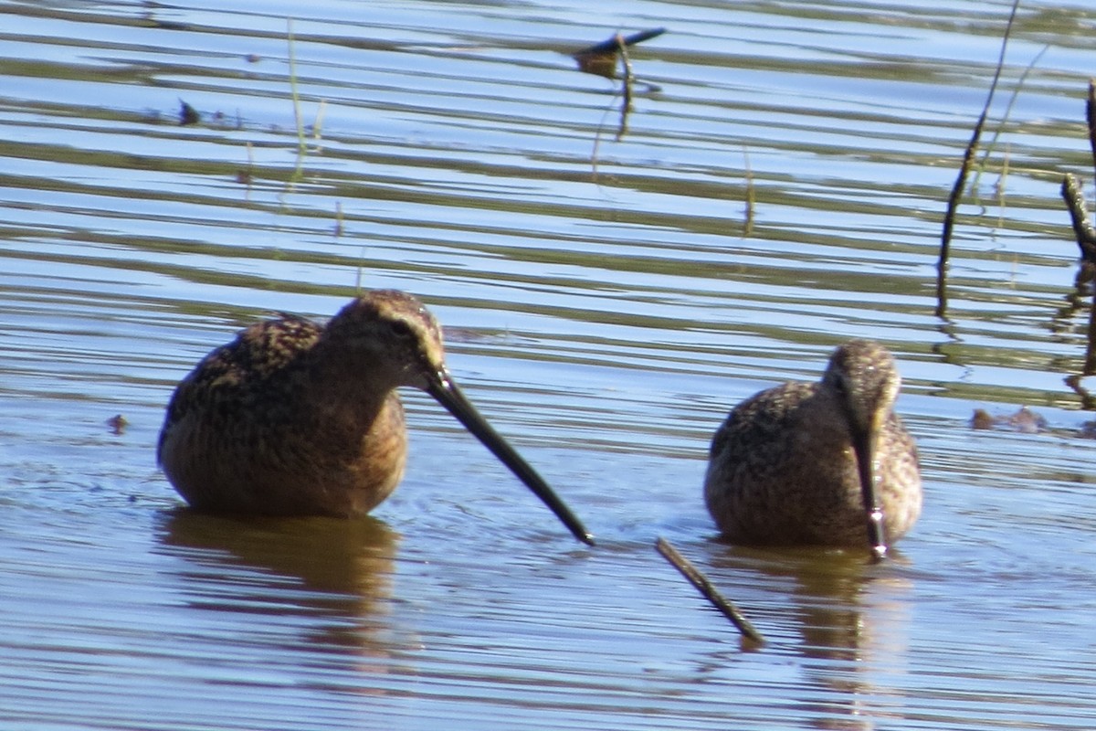 Long-billed Dowitcher - Kathy  Kirk