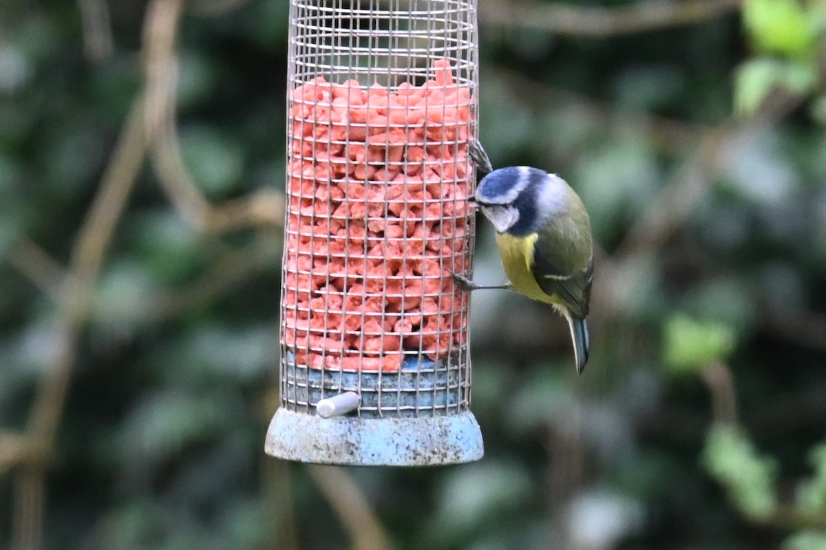 Eurasian Blue Tit - Gillian  Richards