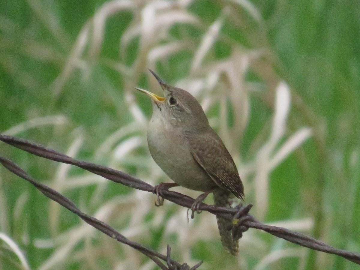 House Wren - Dennis Kuchar