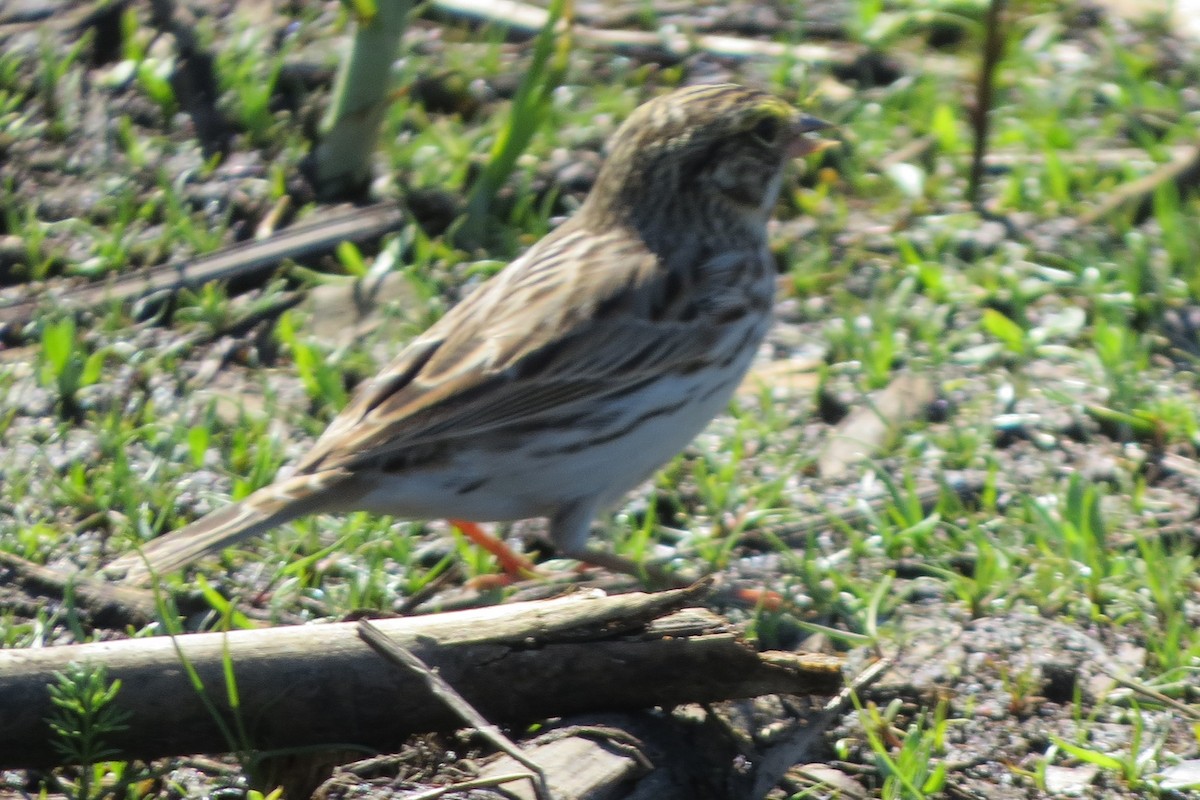 Savannah Sparrow - Kathy  Kirk