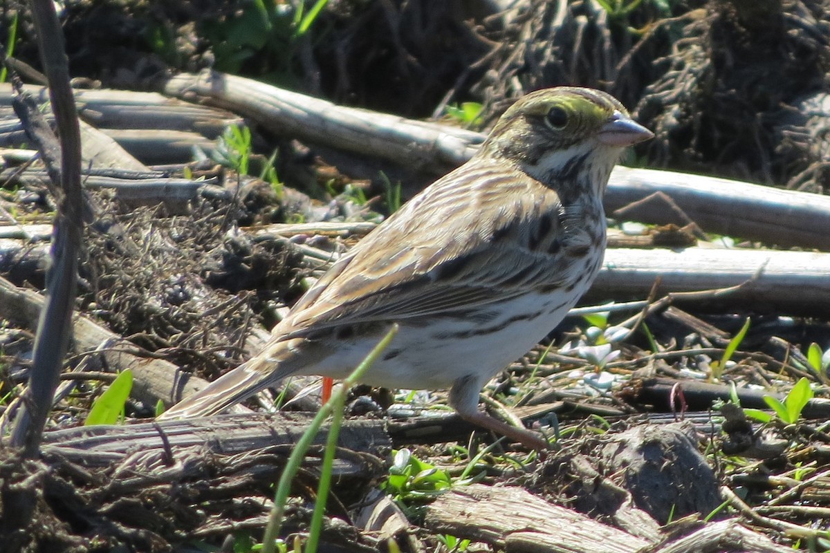 Savannah Sparrow - Kathy  Kirk