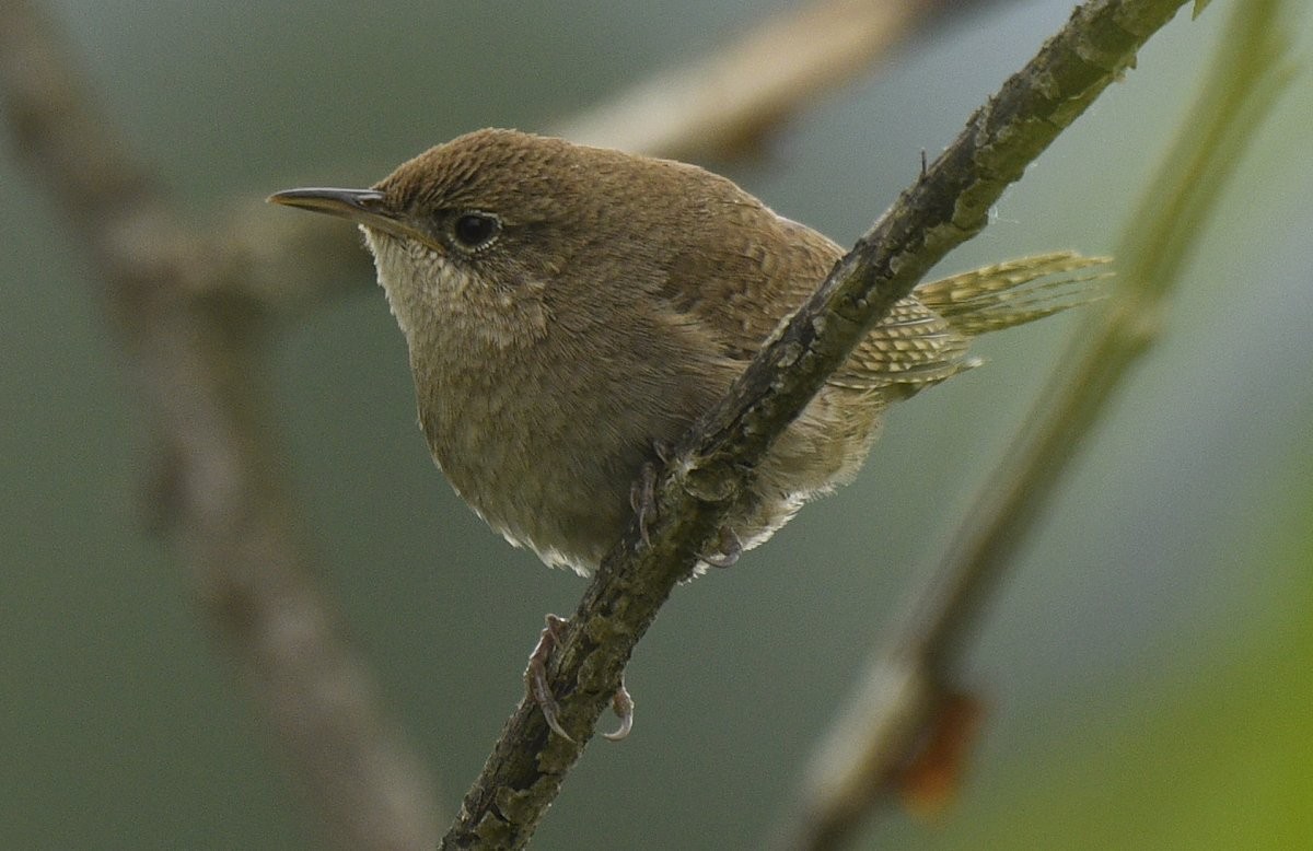Northern House Wren - ML619556512