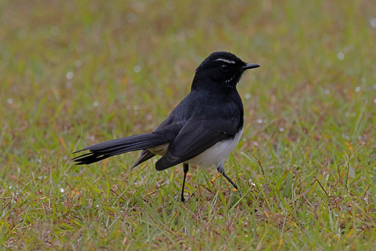 Willie-wagtail - Ryan Graham