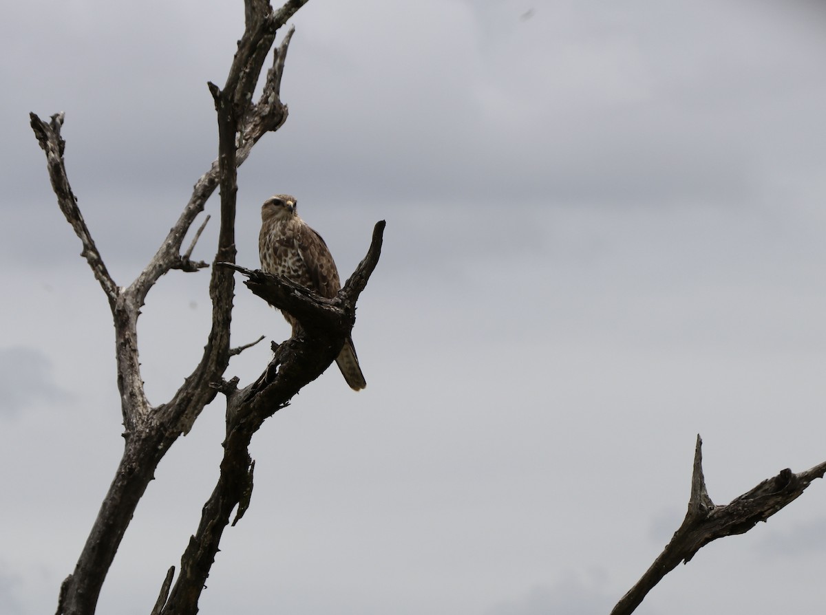 Common Buzzard - Berenice Manning