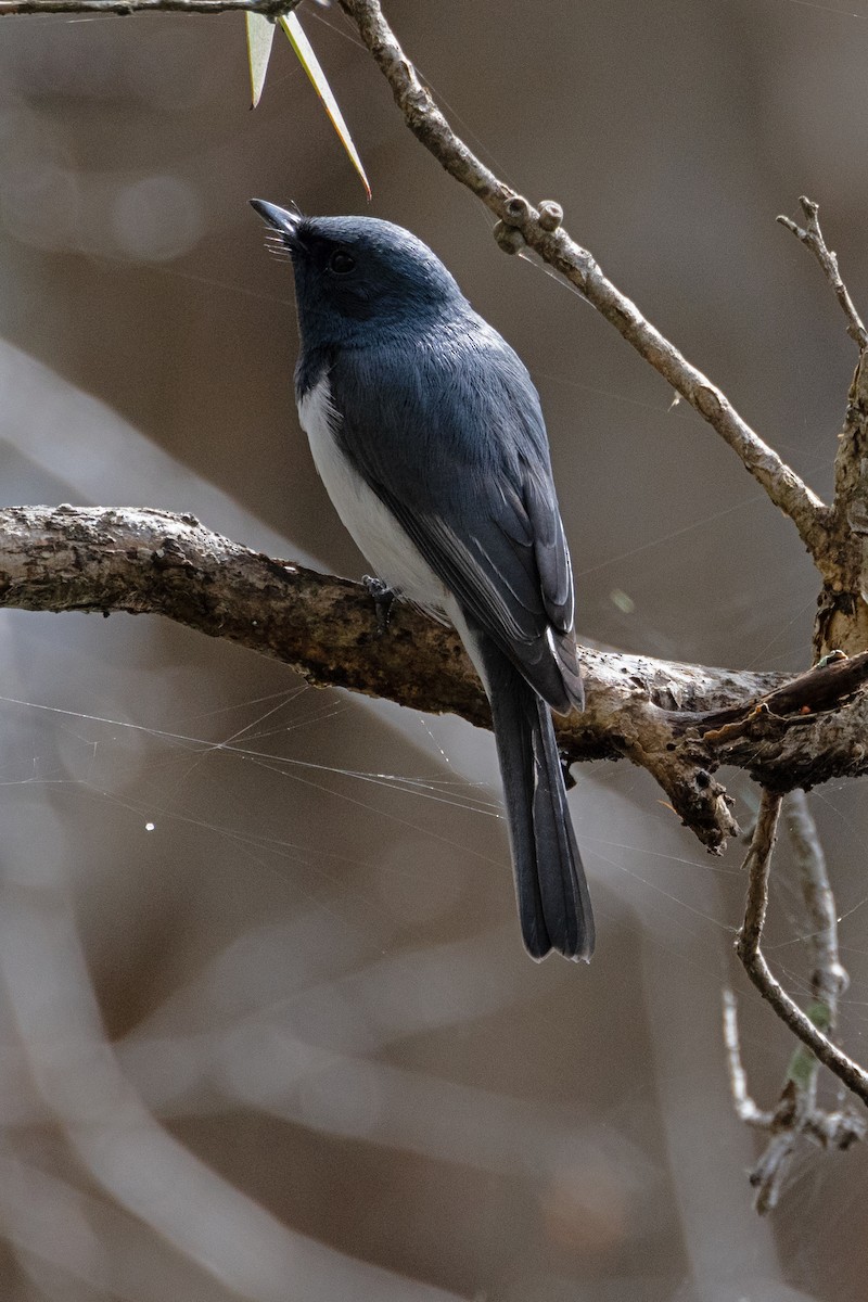 Leaden Flycatcher - Ryan Graham