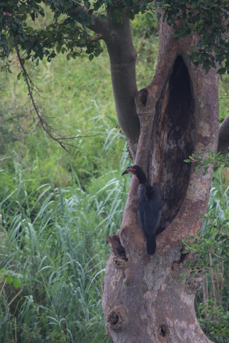 Southern Ground-Hornbill - Berenice Manning