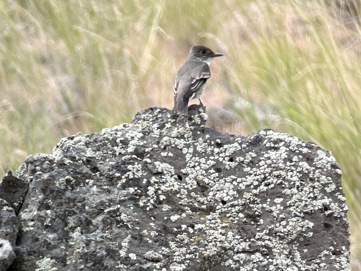 Western Wood-Pewee - Craig R Miller