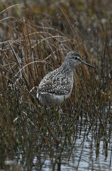 Bruchwasserläufer - ML619556527