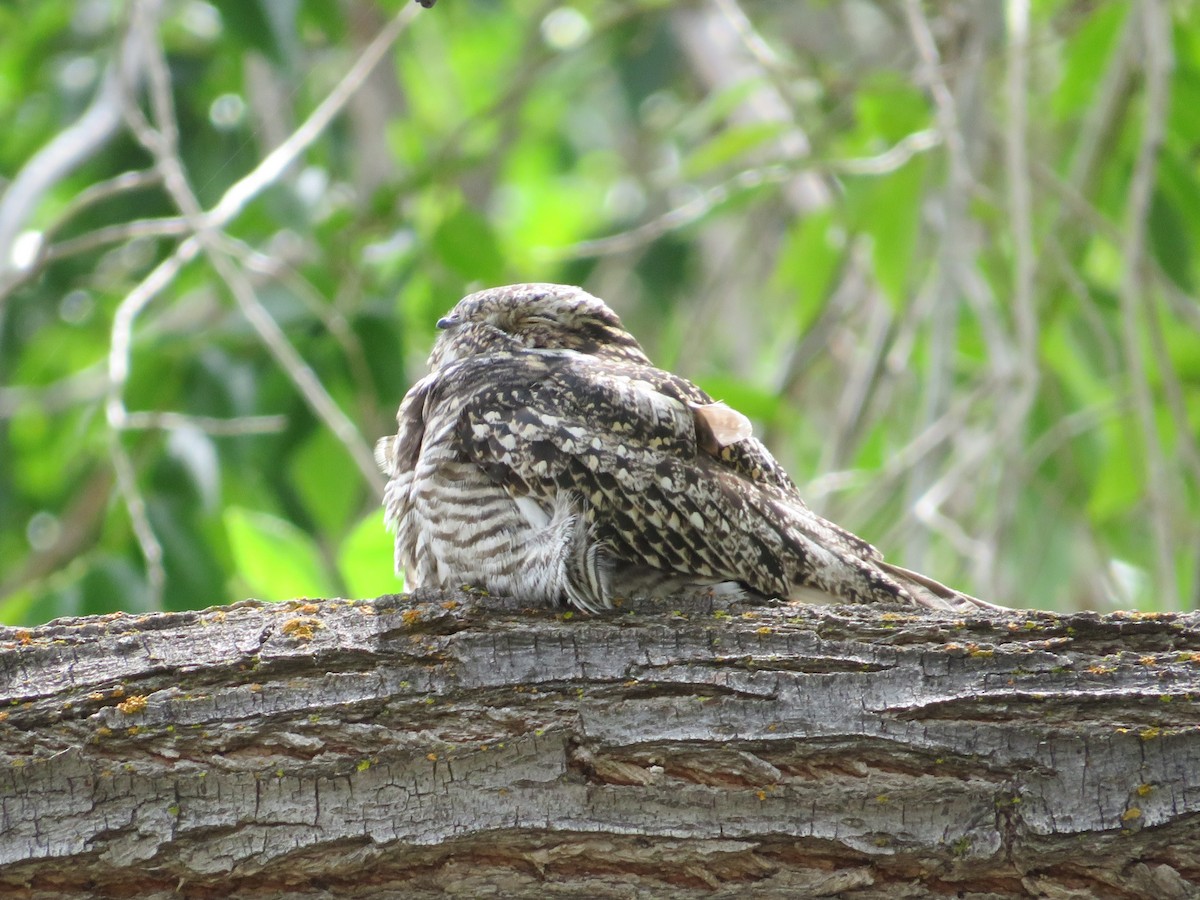 Common Nighthawk - David Poortinga