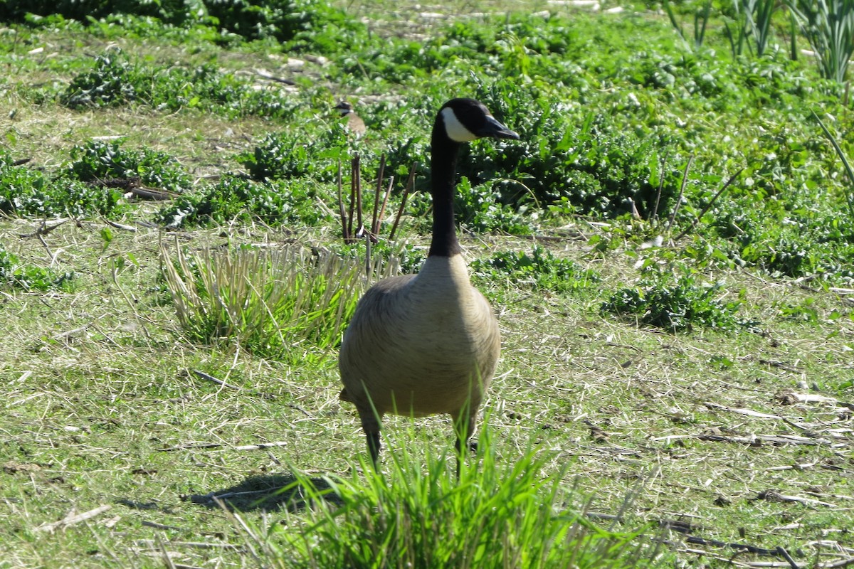 Canada Goose - Kathy  Kirk