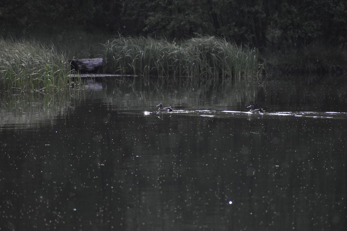 Blue-winged Teal - Grace Barthelmess