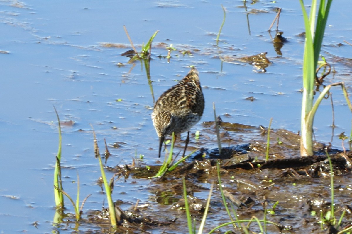 Least Sandpiper - Kathy  Kirk