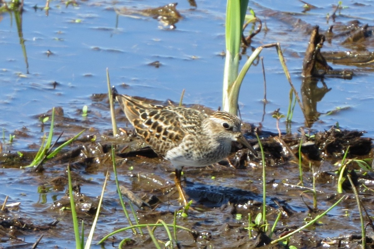 Least Sandpiper - Kathy  Kirk