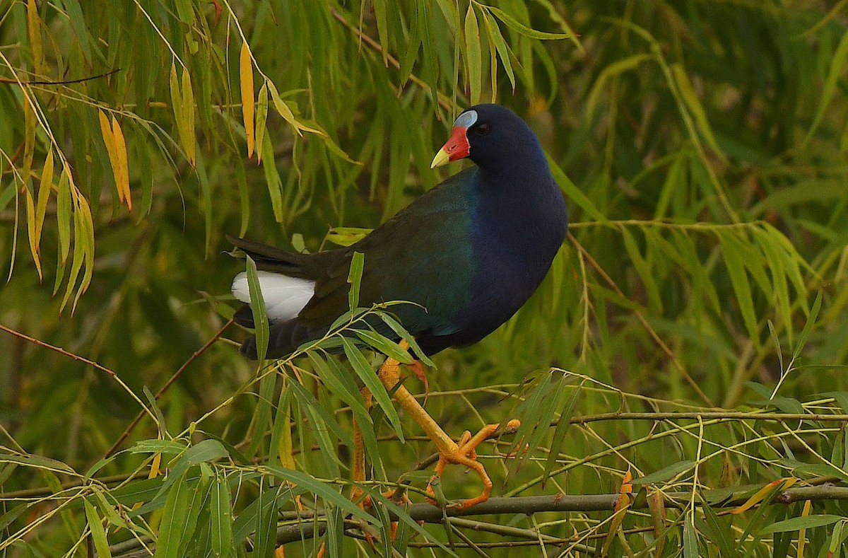 Purple Gallinule - Doug Orama