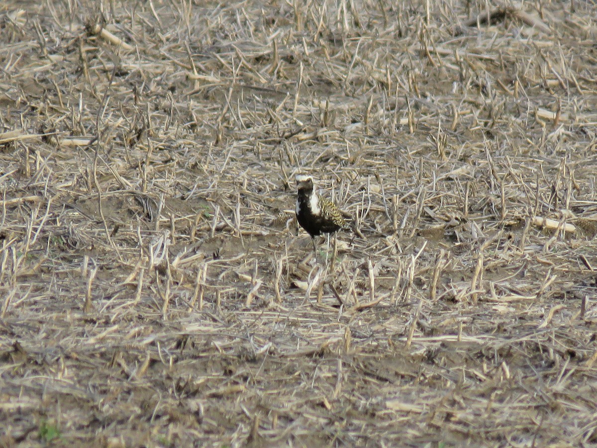 American Golden-Plover - Christine W.