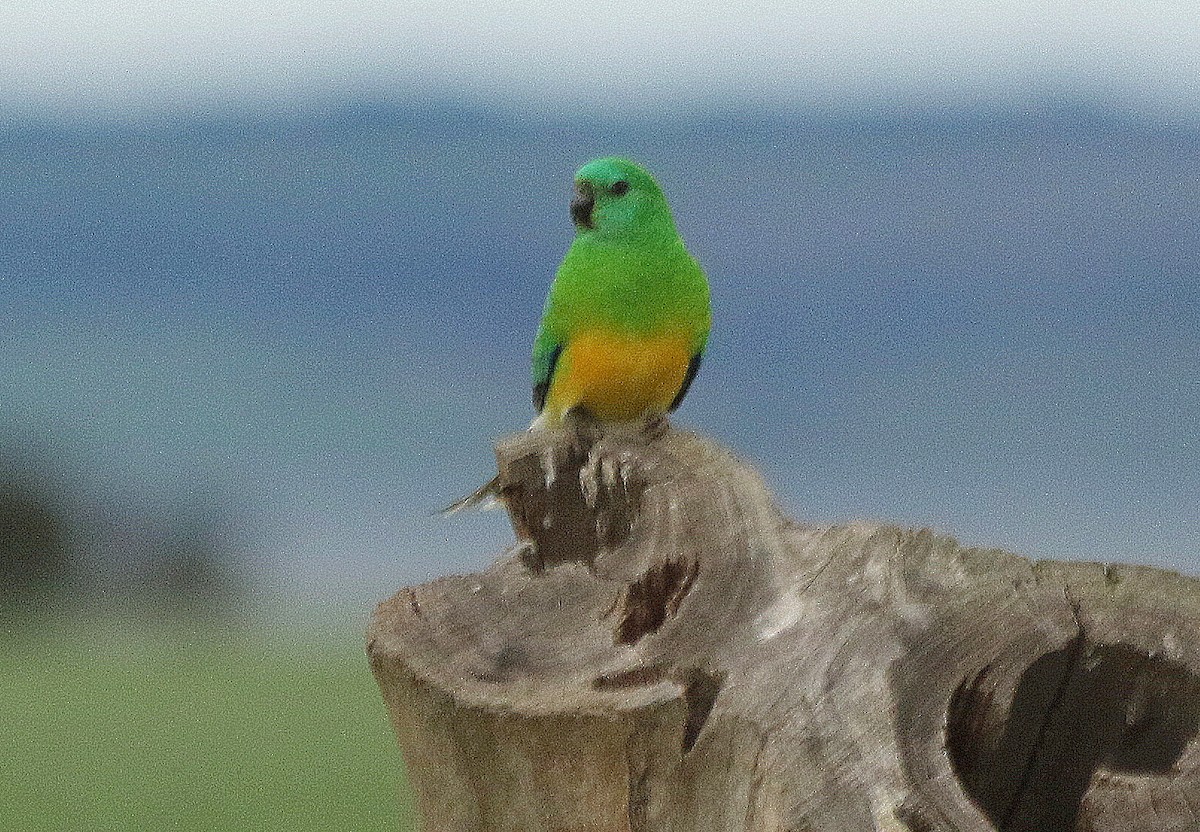 Red-rumped Parrot - David  Mules