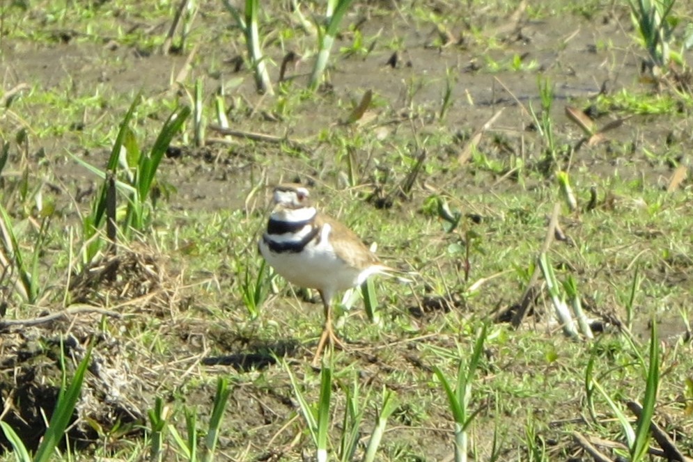 Killdeer - Kathy  Kirk