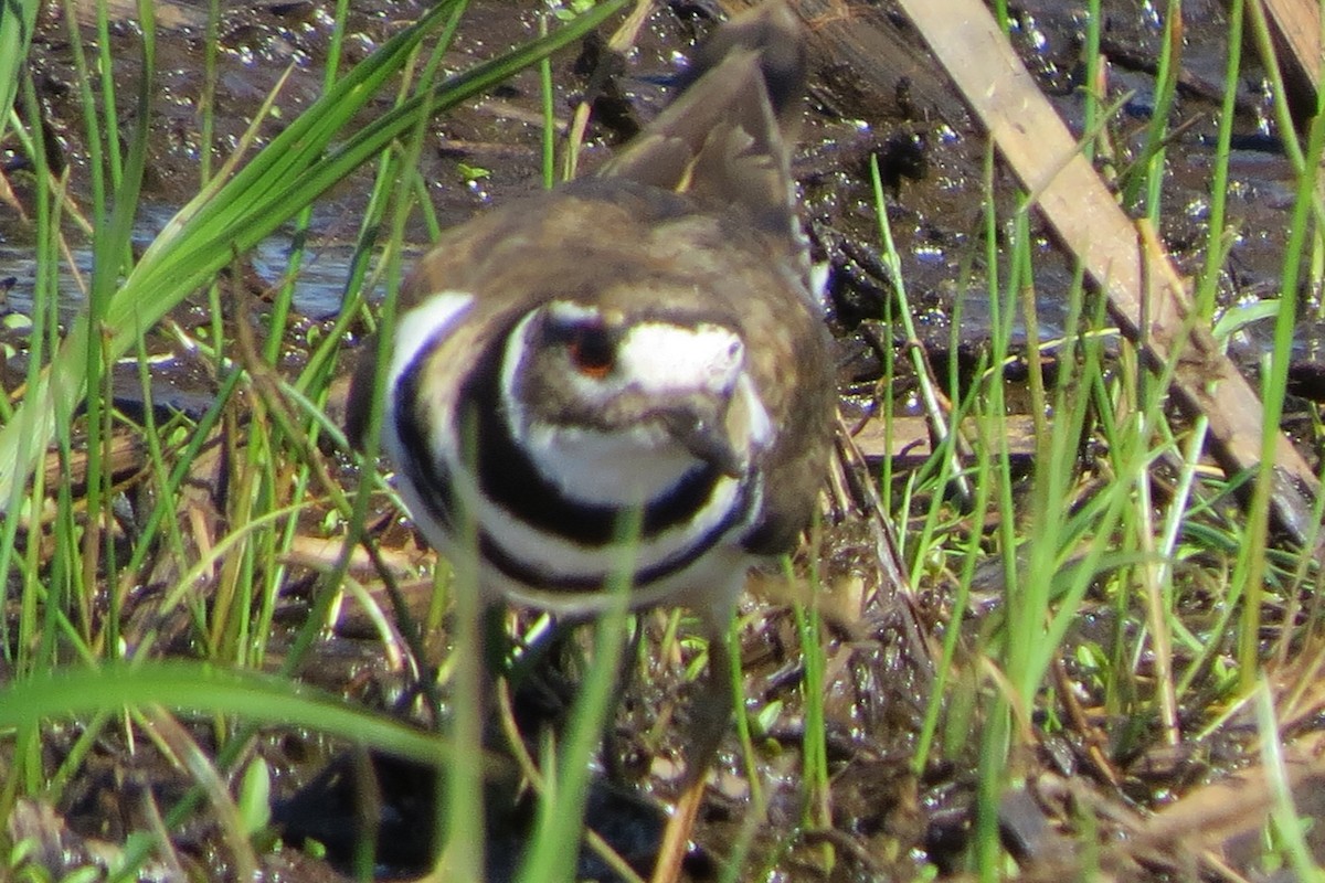 Killdeer - Kathy  Kirk