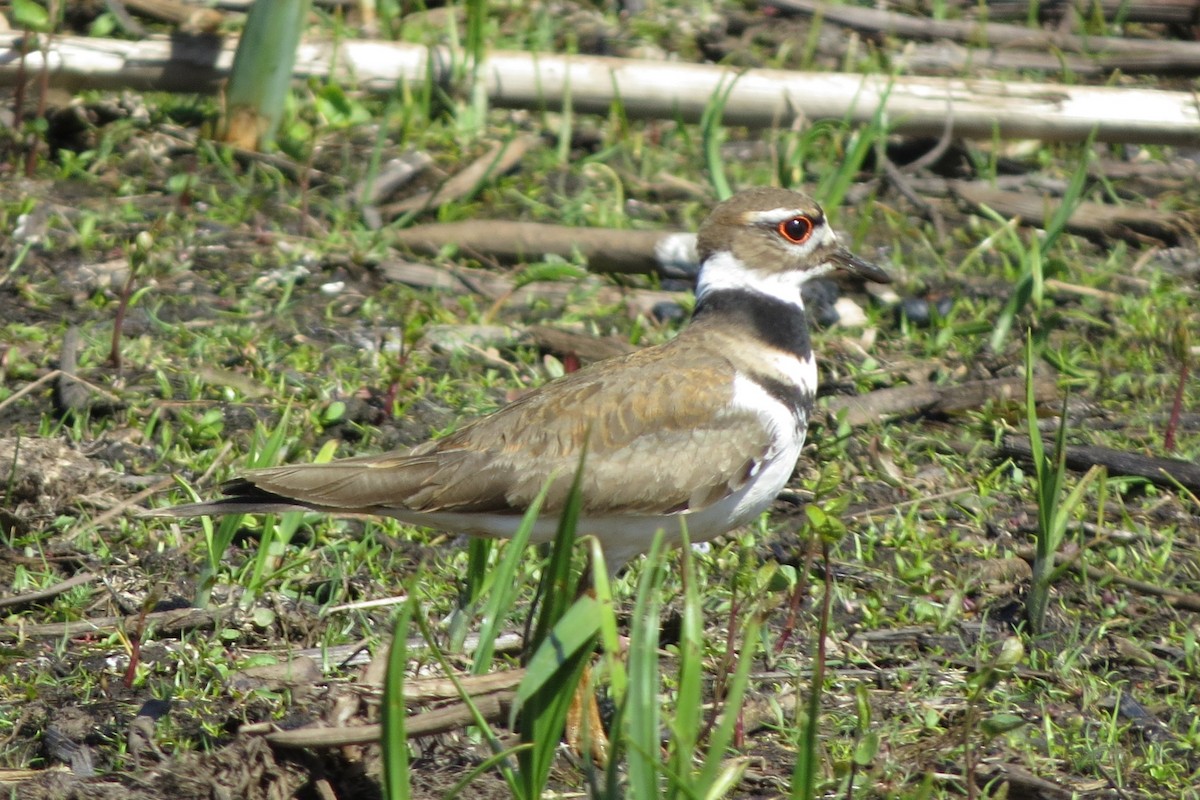 Killdeer - Kathy  Kirk