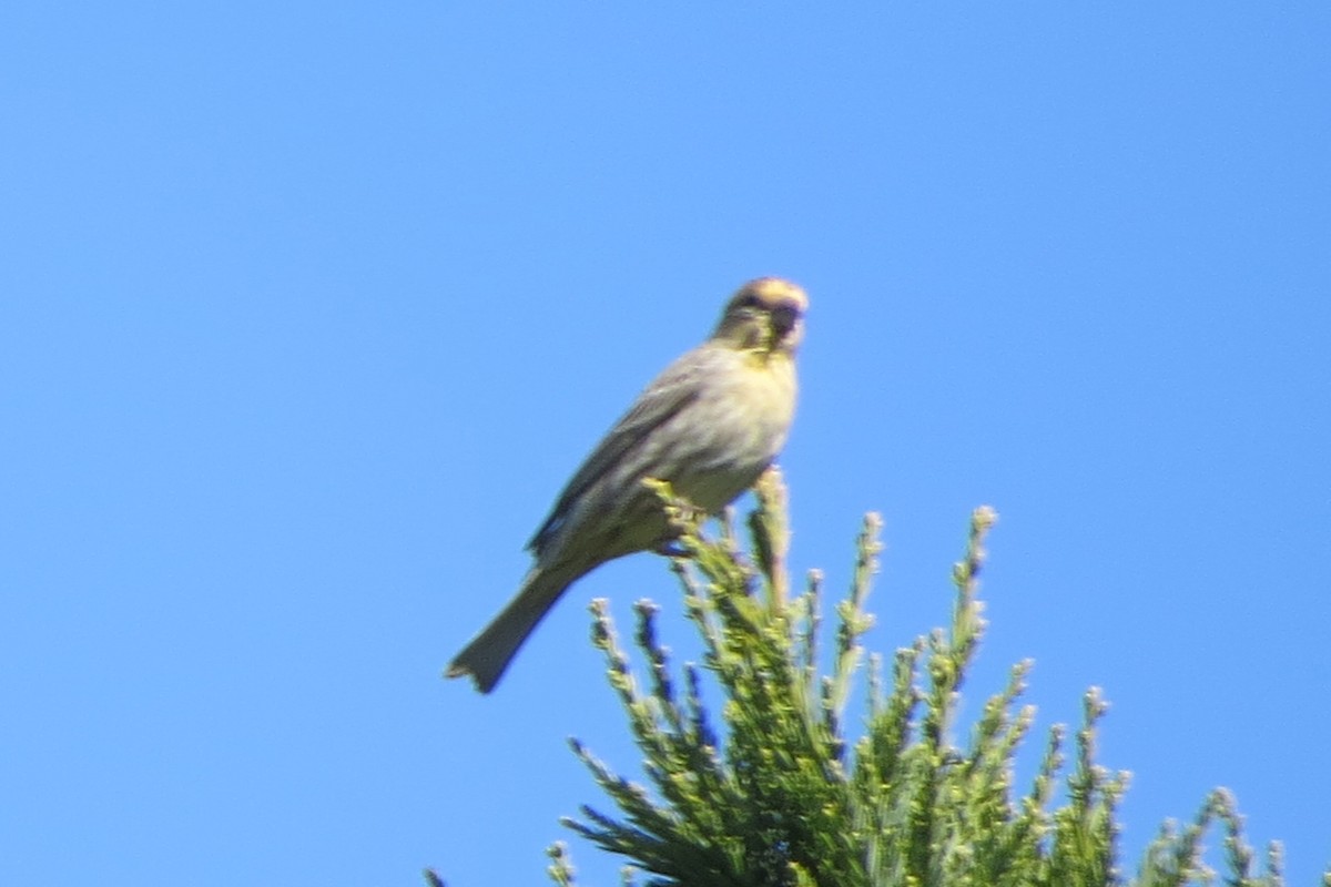 House Finch - Kathy  Kirk