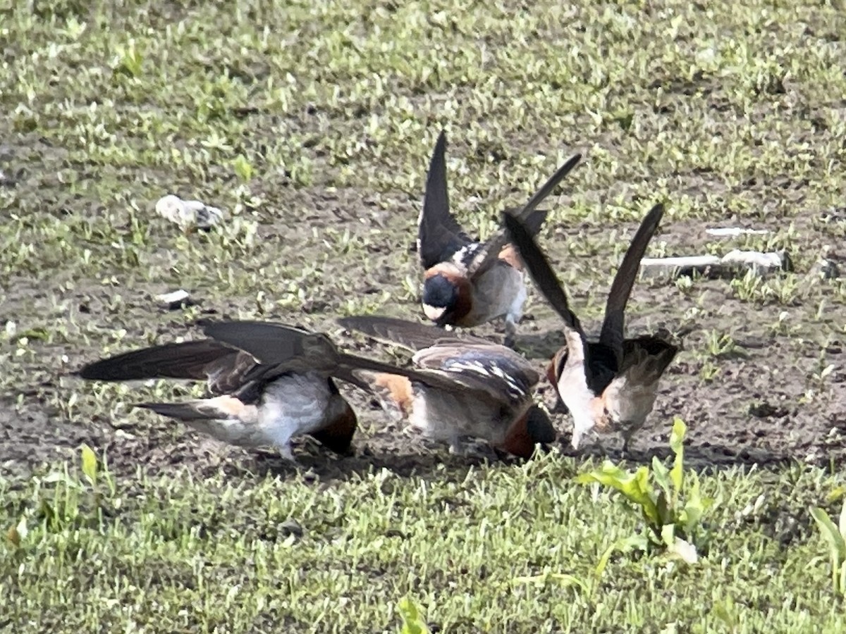 Cliff Swallow - Craig R Miller