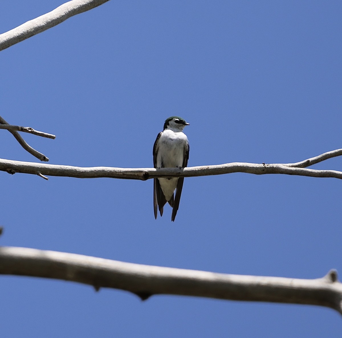 Violet-green Swallow - Jacob Truetken