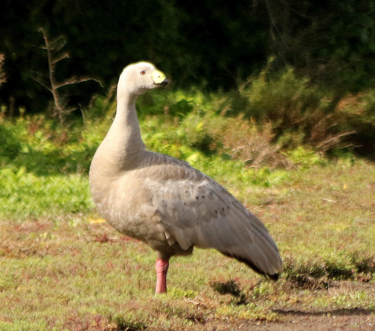 Cape Barren Goose - David  Mules