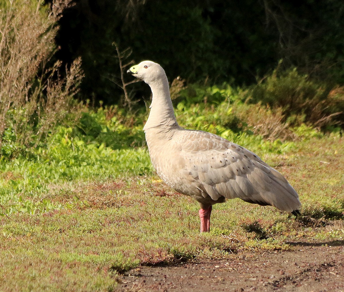 Cape Barren Goose - ML619556578