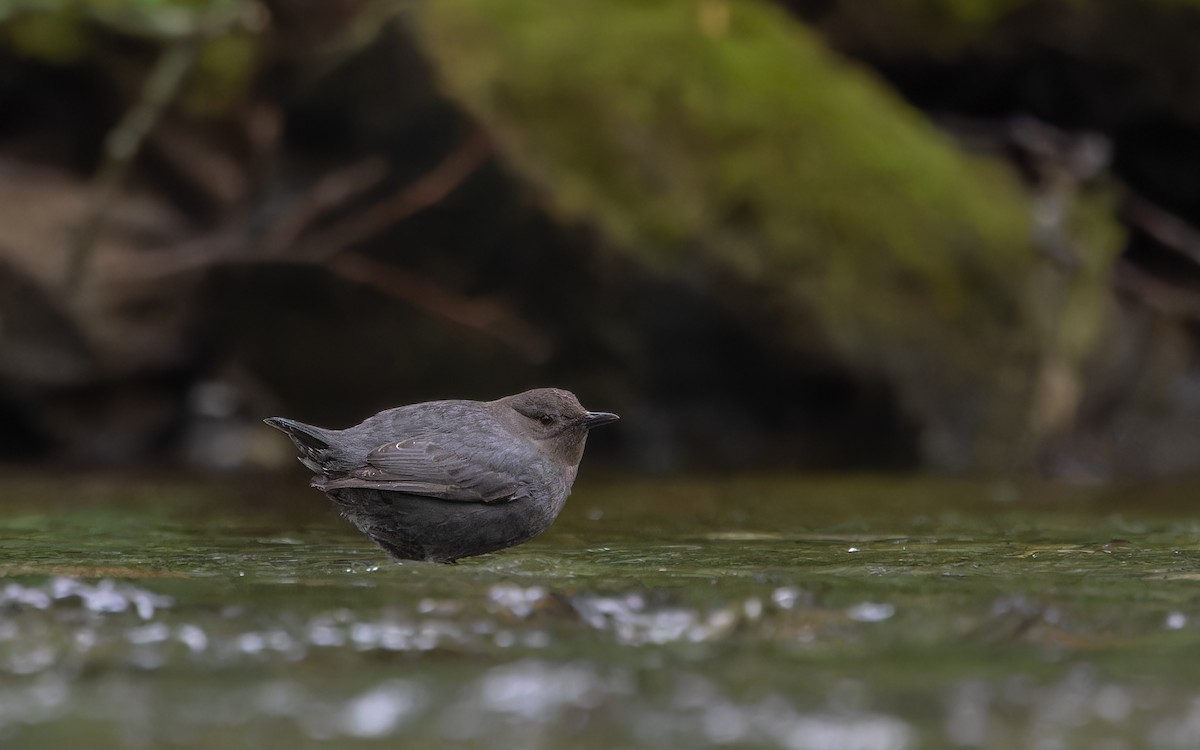 American Dipper - Odysseas Froilán Papageorgiou