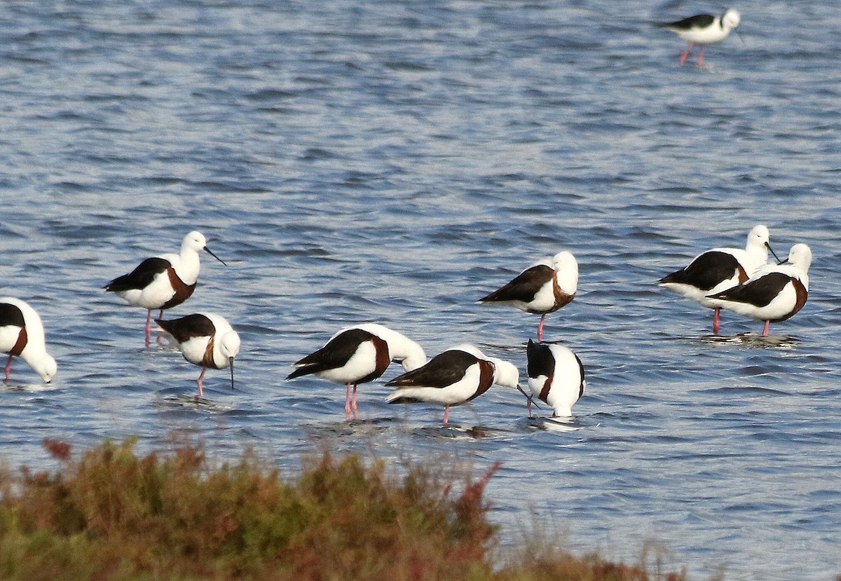 Banded Stilt - David  Mules