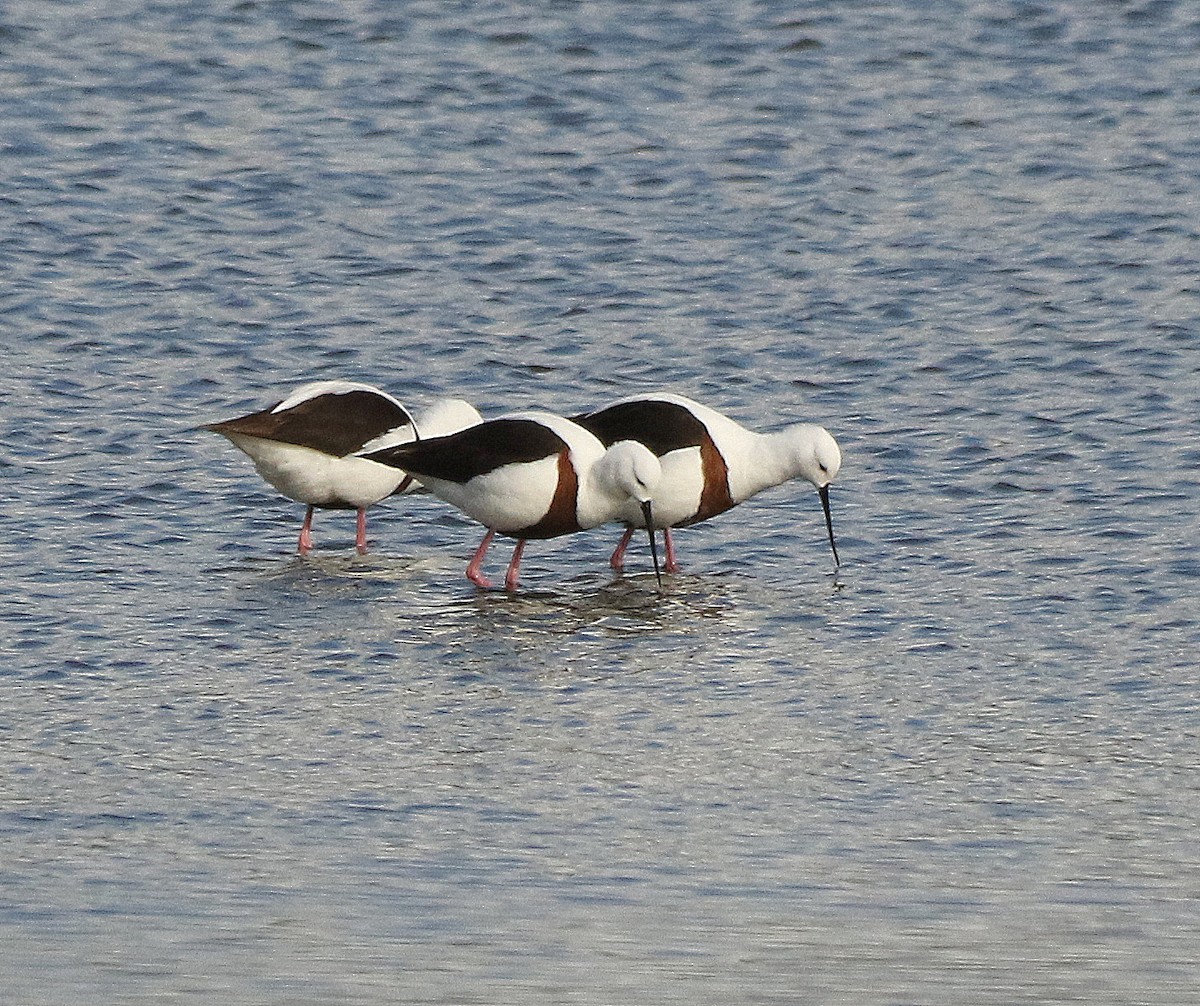 Banded Stilt - David  Mules