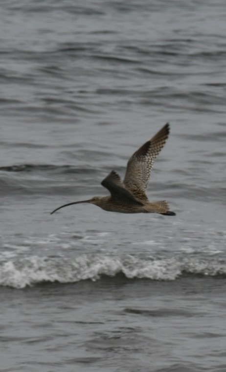 Far Eastern Curlew - ML619556587